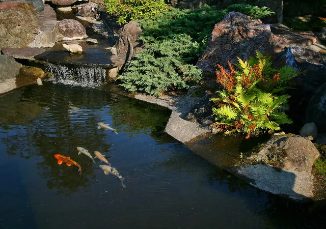 Koi pond builder Ocala